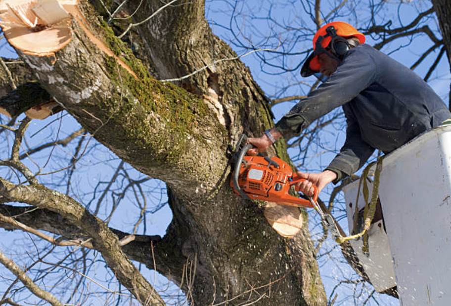 tree pruning in Delway