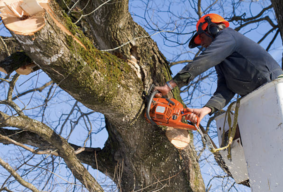 tree pruning in Vann Crossroads